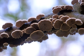 waaiertje (Schizophyllum commune) 11-2019 0333